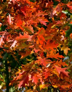 Quercus rubra - Chêne rouge d'Amérique - Feuillage d'automne