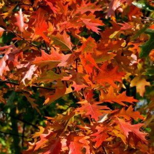 Quercus rubra - Chêne rouge d'Amérique - Feuillage d'automne