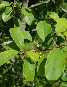 Rhamnus frangula - Bourdaine - Feuillage