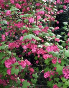 Ribes sanguineum - Groseillier à fleurs - Vue d'ensemble
