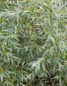 Salix alba - Saule blanc - Saule argenté - Feuillage