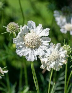 Scabiosa caucasica Alba - fleurs