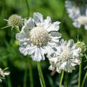 Scabiosa caucasica Alba - fleurs