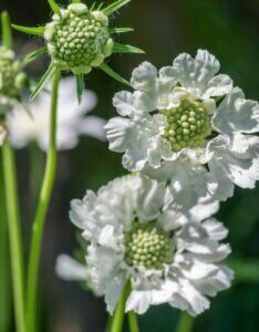 Scabiosa caucasica Alba - fleurs