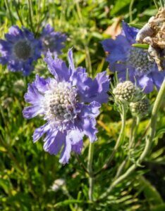 Scabiosa caucasica Perfecta - fleur