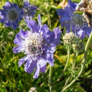 Scabiosa caucasica Perfecta - fleur