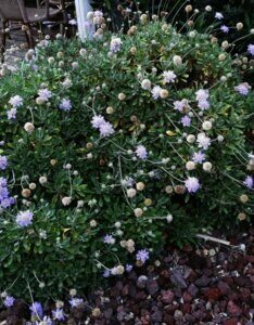 Scabiosa columbaria - vue d'ensemble
