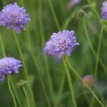 Scabiosa columbaria - fleurs