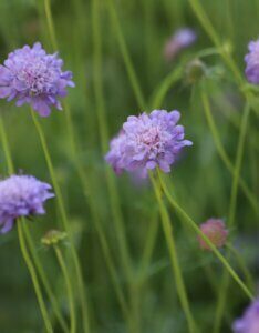 Scabiosa columbaria - fleurs