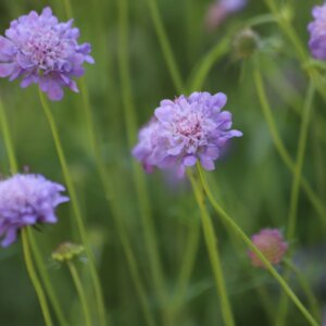 Scabiosa columbaria - fleurs