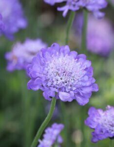 Scabiosa columbaria - fleur