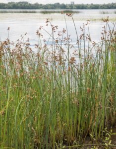 Schoenoplectus lacustris - vue d'ensemble