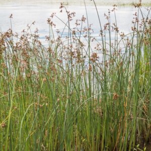 Schoenoplectus lacustris - vue d'ensemble