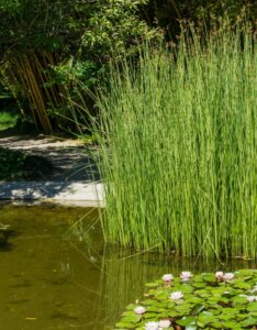 Schoenoplectus lacustris - vue d'ensemble