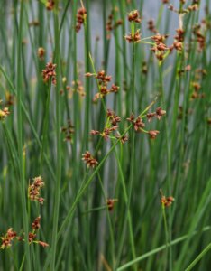 Schoenoplectus lacustris - fleurs