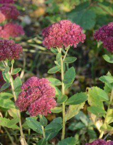 Sedum Herbstfreude - fleur