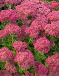 Sedum Herbstfreude - fleurs