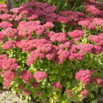 Sedum Herbstfreude - vue d'ensemble