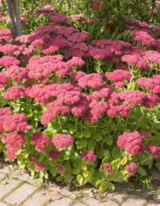 Sedum Herbstfreude - vue d'ensemble