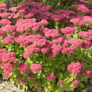 Sedum Herbstfreude - vue d'ensemble