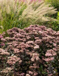 Sedum Matrona - vue d'ensemble