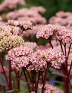 Sedum Matrona - fleurs
