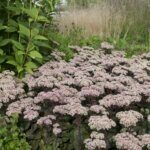 Sedum Matrona - vue d'ensemble