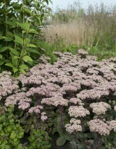 Sedum Matrona - vue d'ensemble