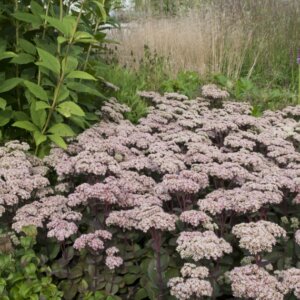 Sedum Matrona - vue d'ensemble