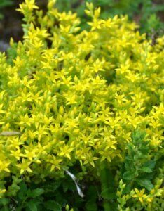 Sedum acre - vue d'ensemble