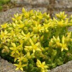 Sedum acre - vue d'ensemble