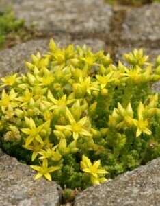 Sedum acre - vue d'ensemble