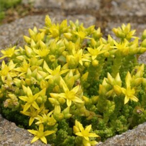 Sedum acre - vue d'ensemble