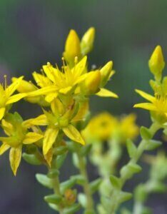 Sedum acre - fleurs