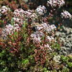 Sedum album – Orpin blanc - vue d'ensemble