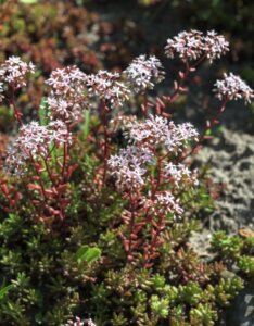 Sedum album – Orpin blanc - vue d'ensemble