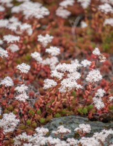 Sedum album – Orpin blanc - vue d'ensemble