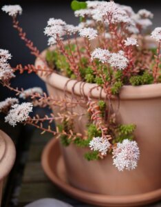 Sedum album – Orpin blanc - fleurs