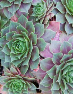 Sempervivum Othello - plante