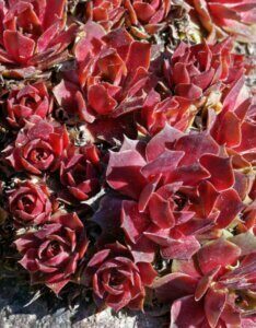 Sempervivum Othello - vue d'ensemble