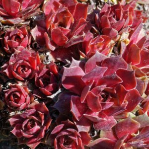 Sempervivum Othello - vue d'ensemble