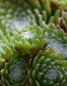 Sempervivum arachnoideum - plante