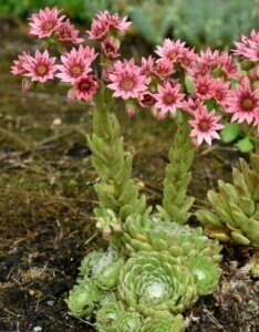 Sempervivum arachnoideum - fleurs vue d'ensemble
