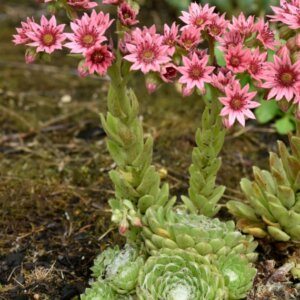 Sempervivum arachnoideum - fleurs vue d'ensemble