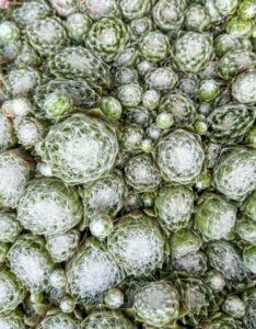 Sempervivum arachnoideum - vue d'ensemble