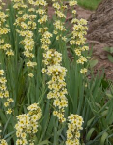 Sisyrinchium striatum - vue d'ensemble