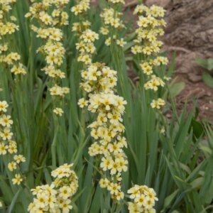 Sisyrinchium striatum - vue d'ensemble