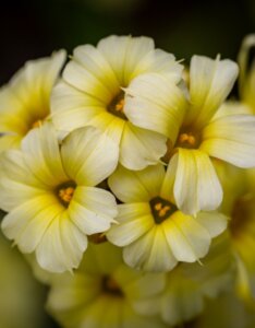 Sisyrinchium striatum - fleurs