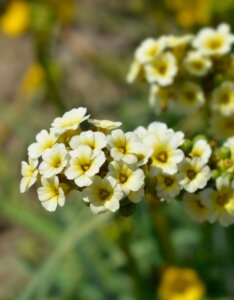 Sisyrinchium striatum - fleurs
