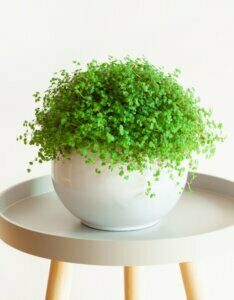 Soleirolia soleirolii - plante